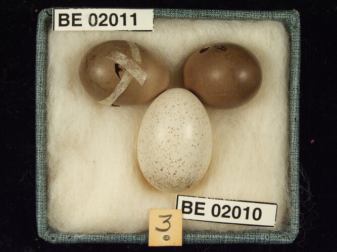 Three bird eggs with specimen labels in box.