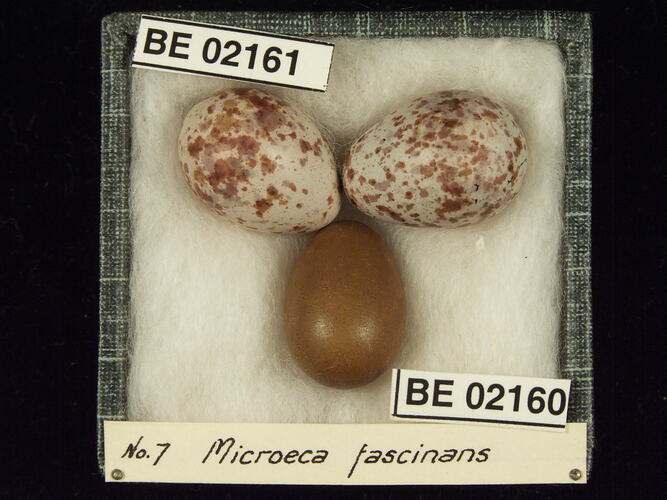Three bird eggs with specimen labels in box.