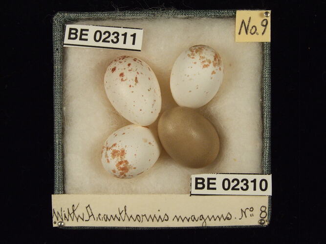 Four bird eggs with specimen labels in box.