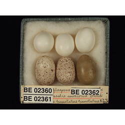 <em>Chrysococcyx basalis</em>