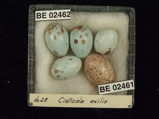 Five bird eggs with specimen labels in box.