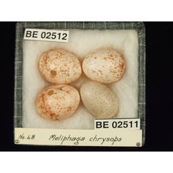 <em>Chalcites basalis</em> (Horsfield, 1821)