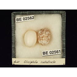 <em>Chrysococcyx basalis</em>
