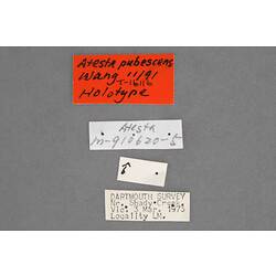 Entomology type specimen labels.