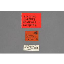 Entomology type specimen labels.
