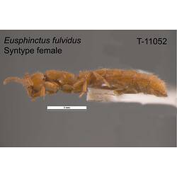 Ant specimen, female, lateral view.