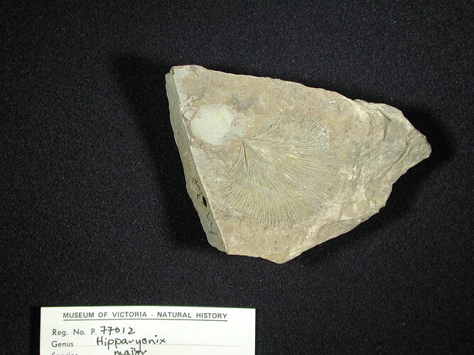 Impression of brachiopod on rock slab.