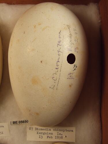 Close up of  bird egg in box.