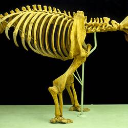 Fossil mammal skeleton mounted in life position.