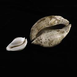 Apertural view of small modern cowry beside a larger fossil cowry.