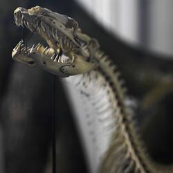 Closeup of skull of mounted python skeleton.