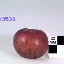 Apple Model - Lord Nelson, Burnley, 1873