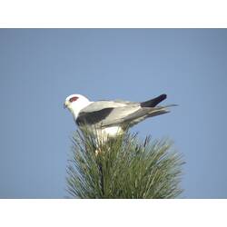 A Black-shouldered Kite perched on the very top of a tree, against a bright blue sky.