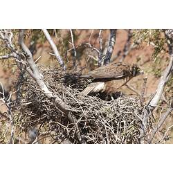 A Brown Falcon standing in its nest.