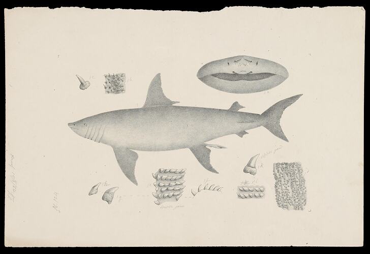 Drawing of basking shark and associated parts.