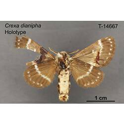 Moth specimen, ventral view.