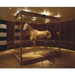 Large brown race horse in a glass case.