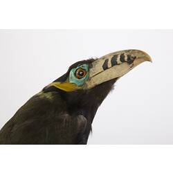 Detail of mounted Toucan specimen showing yellow beak with black stripes.