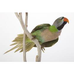 <em>Psittacula alexandri fasciata</em>, Red-breasted Parakeet, mount.  Registration no. 24752.