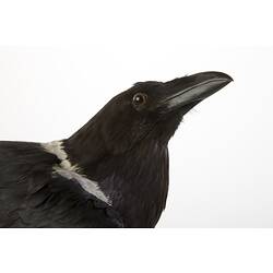 <em>Corvus albus</em>, Pied Crow, mount.  John Gould Collection.  Registration no. 28423.