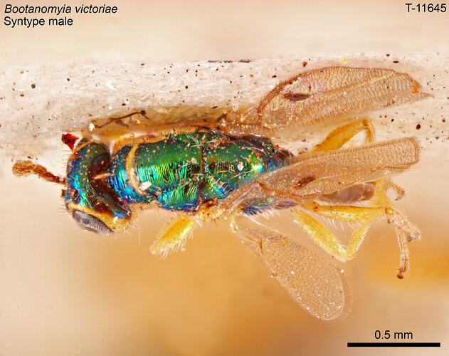 Wasp specimen, dorsal view.