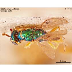 Wasp specimen, dorsal view.