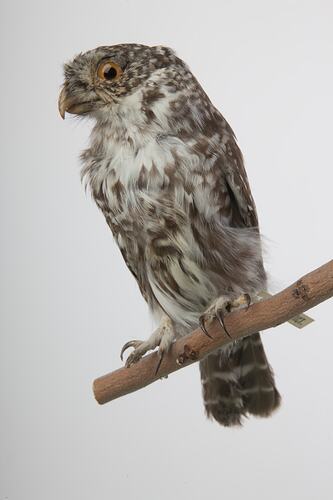 <em>Glaucidium gnoma</em>, Mountain Pygmy-Owl, mount.  Registration no. B 21612.