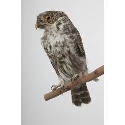 <em>Glaucidium gnoma</em>, Mountain Pygmy-Owl, mount.  Registration no. B 21612.