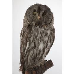 <em>Strix nebulosa lapponica</em>, Great Grey Owl, mount.  Registration no. 58772.