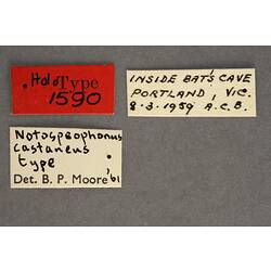 Handwritten specimen labels.