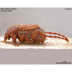 Beetle specimen, lateral view.