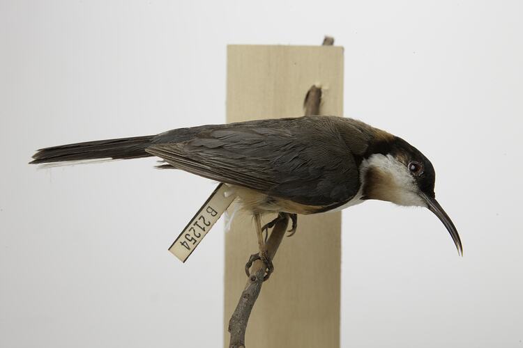 Taxidermied thornbill specimen mounted on branch.