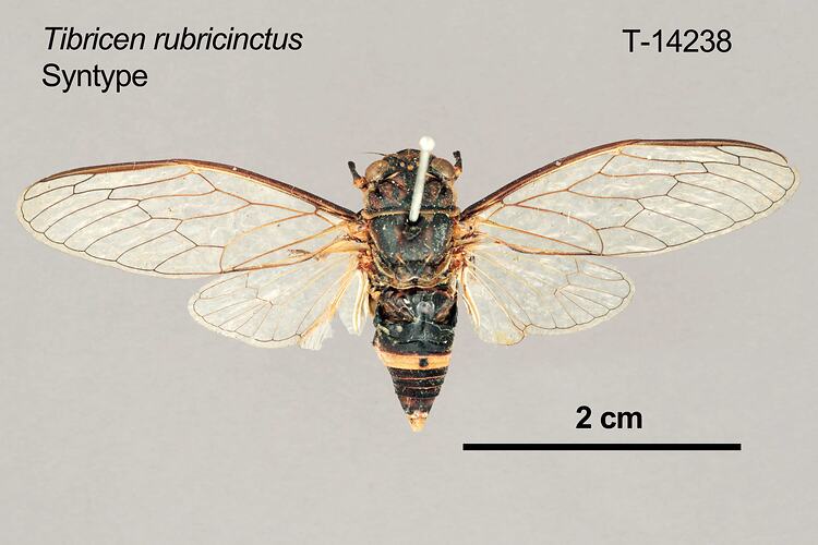 Cicada specimen, dorsal view.
