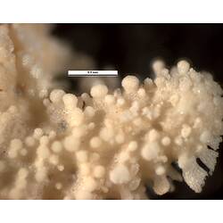 Detail of small spiny seastar's arm with scale bar,