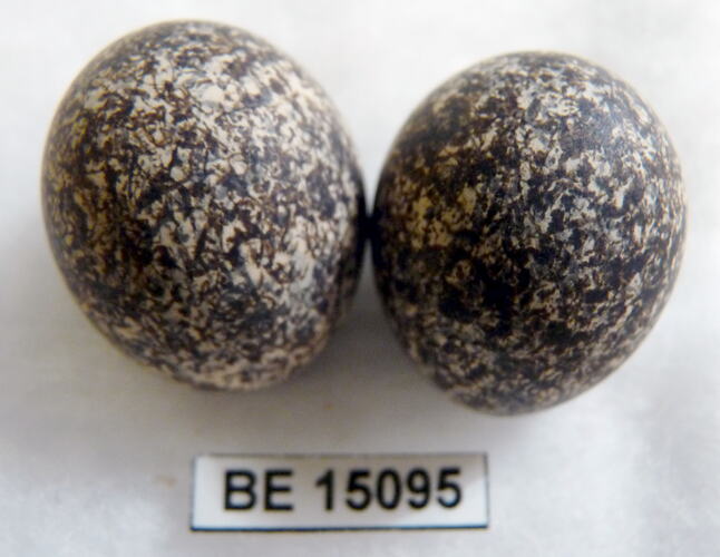 Two bird eggs with specimen label.