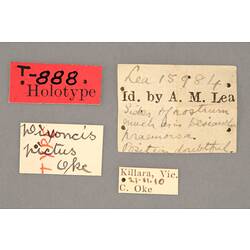 Entomology type specimen labels.