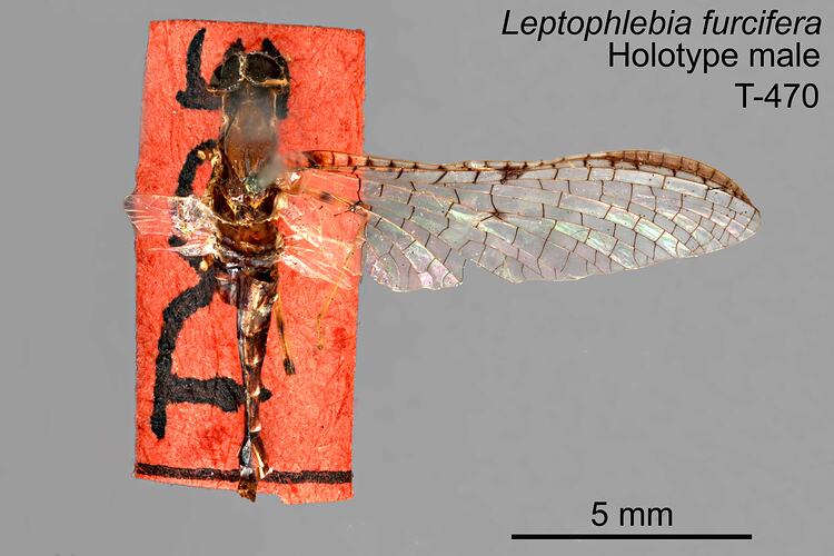 Mayfly specimen, male, dorsal view.