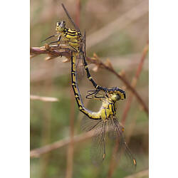 Two dragonflies mating on a blade of grass.