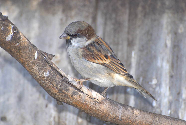 A House Sparrow perched on a branch.
