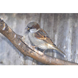 <em>Passer domesticus</em>, House Sparrow