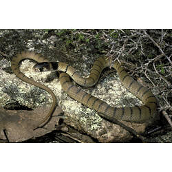 A black-banded juvenile Eastern Brown Snake on a rock.