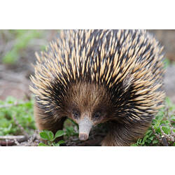 A Short-beaked Echidna, photographed head on.