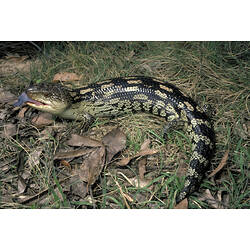 A Blotched Blue-tongue Lizard on leaf litter, with its blue tongue out.