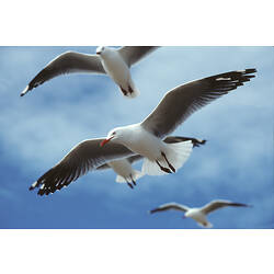 Four birds, Silver Gulls, hovering in the air.