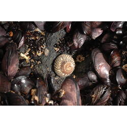 Marine snail on rock surrounded by Mussels.