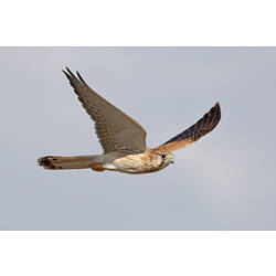 A Nankeen Kestrel flying, wings outstretched against a blue-grey sky.