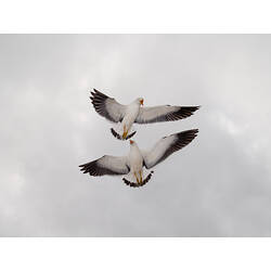 Two birds, Pacific Gulls, fighting in the air.