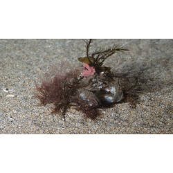A Decorator Crab, covered on seaweed, on sand.