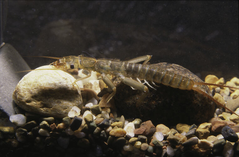 An insect, a Stonefly nymph, on white pebbles.