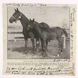 Magazine Cutting - Dam of Phar Lap Sold for 1500 Guineas, 1932